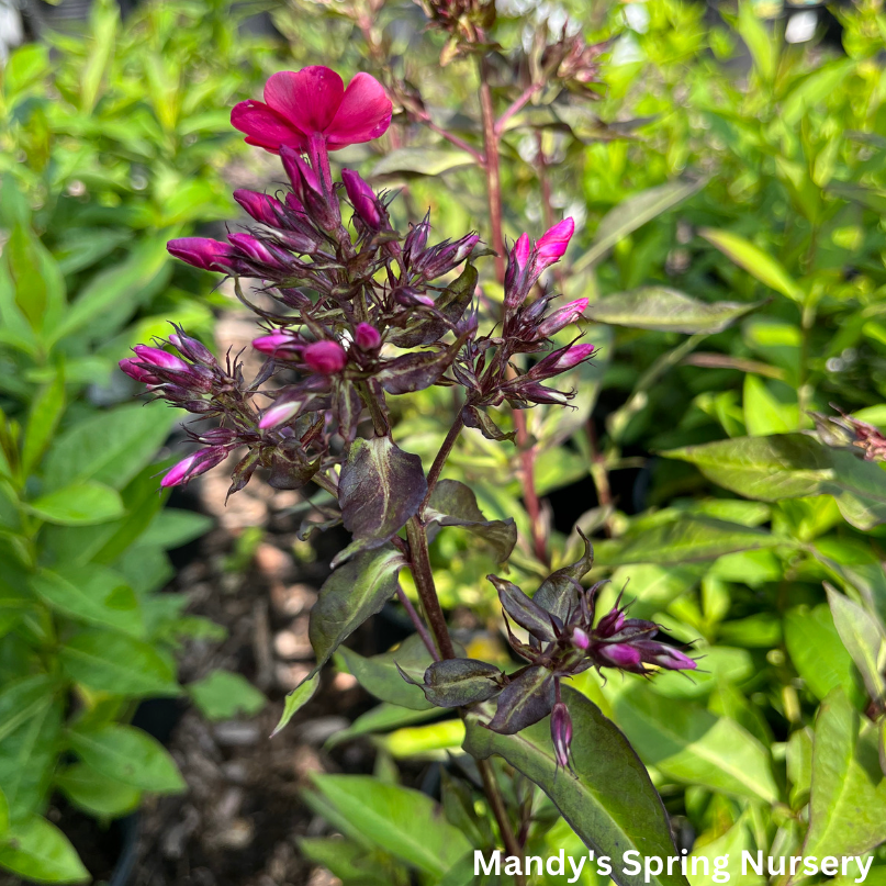 Starfire Garden Phlox | Phlox paniculata