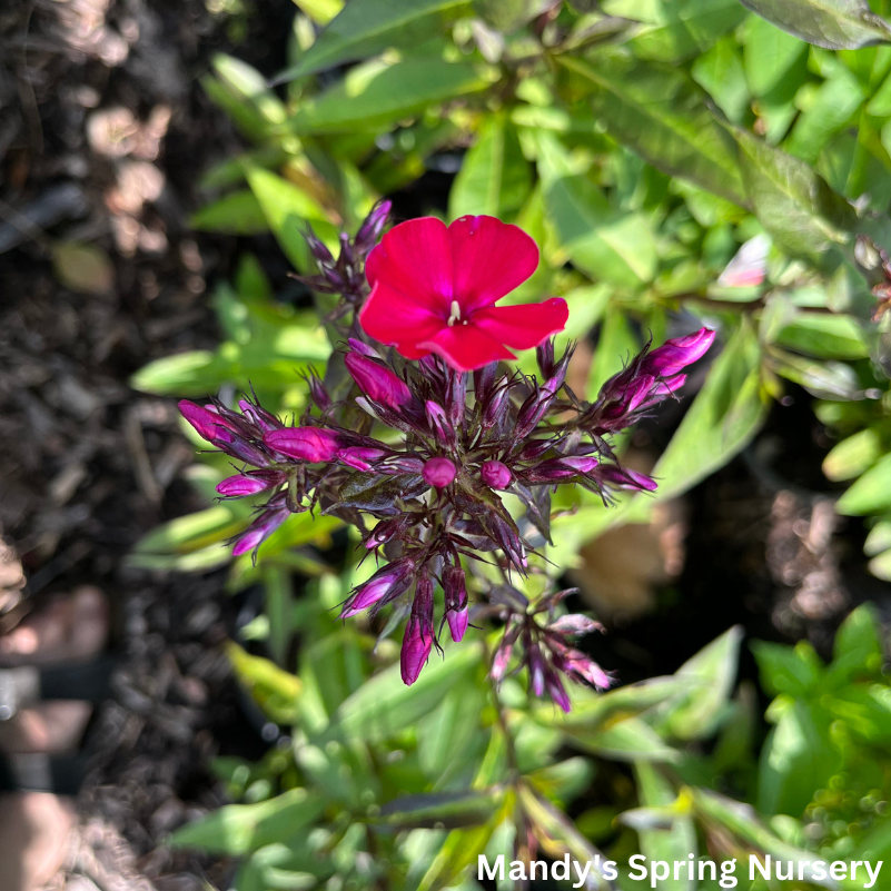 Starfire Garden Phlox | Phlox paniculata