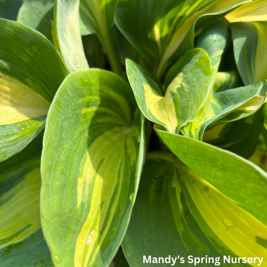 Orange Marmalade Hosta | Hosta 'Orange Marmalade'