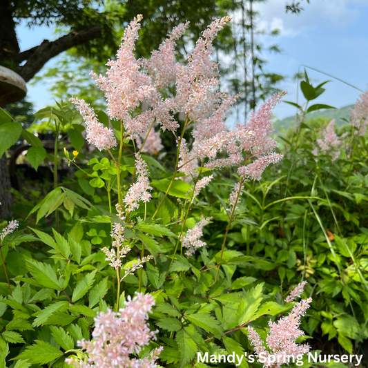 Younique Silvery Pink Astilbe | Astilbe 'Younique Silvery Pink'