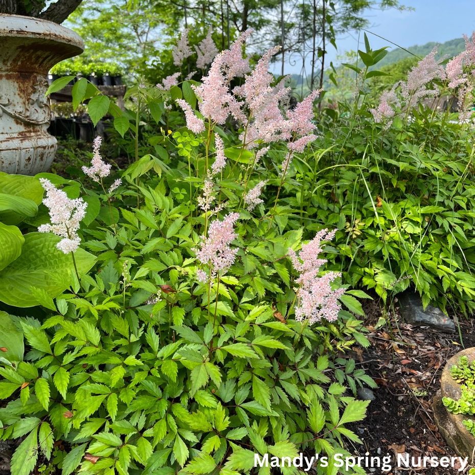 Younique Silvery Pink Astilbe | Astilbe 'Younique Silvery Pink'