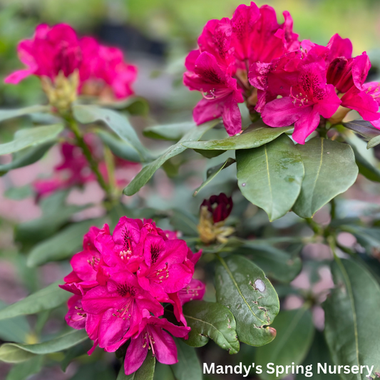 'Nova Zembla' Rhododendron | Rhododendron 'Nova Zembla'