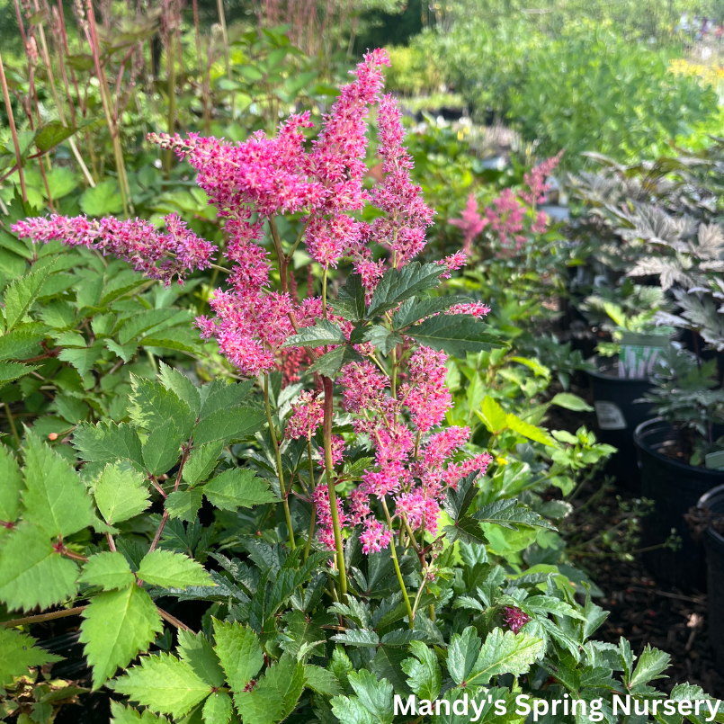 Key Largo Astilbe | Astilbe simplicifolia