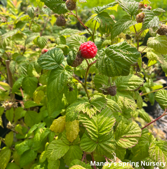 Caroline Raspberry | Rubus