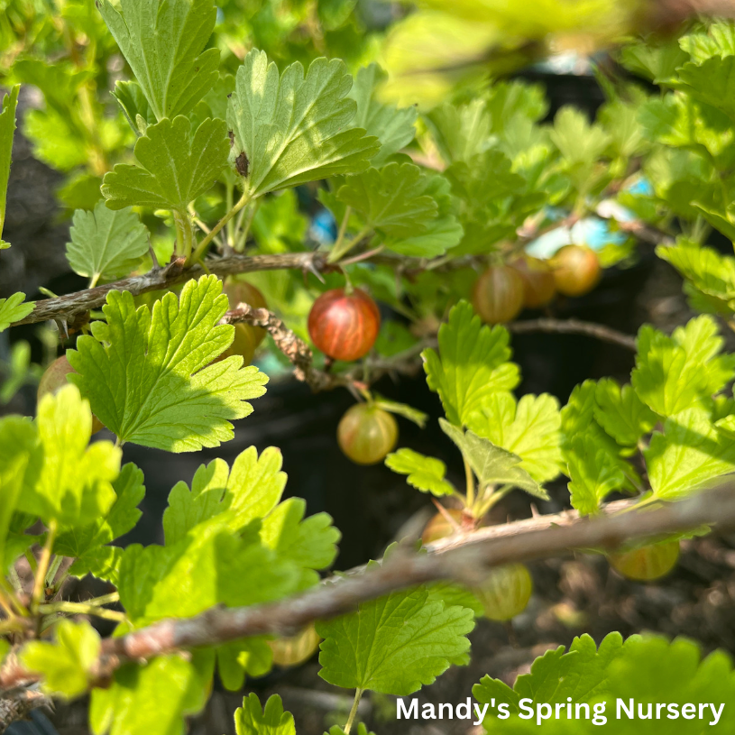 Hinnomaki Red Gooseberry Bush | Ribes 'Hinnomaki Red'