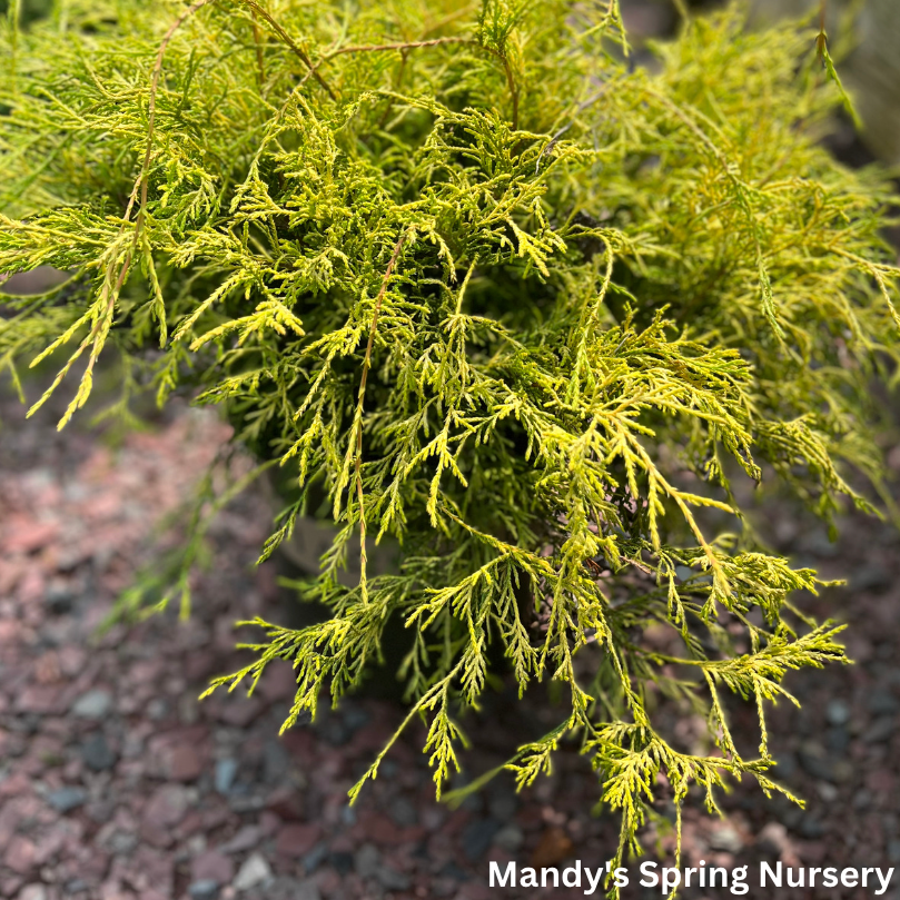 Golden Charm Thread-Branch Cypress | Chamaecyparis pisifera 'Golden Charm'