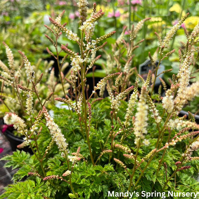 Dwarf Goat's Beard | Aruncus aethusifolius