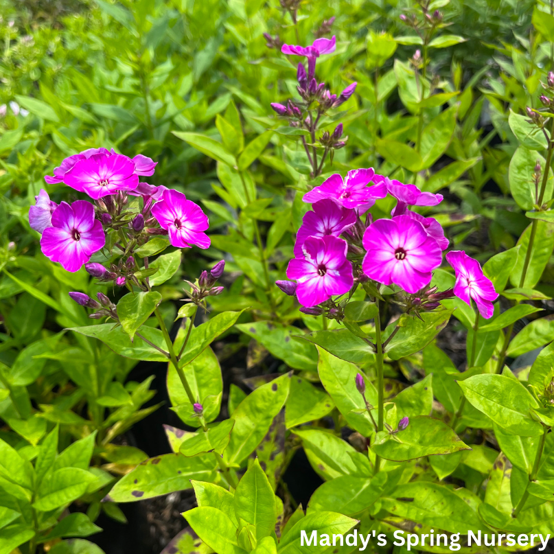 Purple Eye Flame Summer Phlox | Phlox paniculata