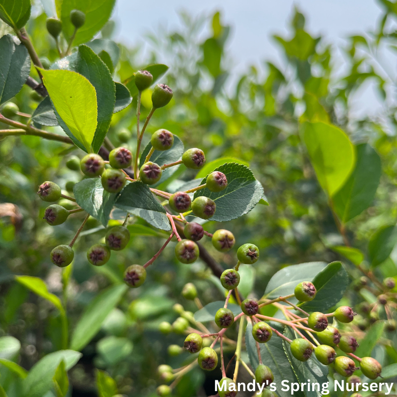 Autumn Magic Chokeberry | Aronia melanocarpa