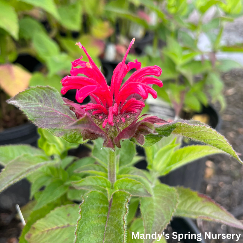 Cherry Pops Bee Balm | Monarda