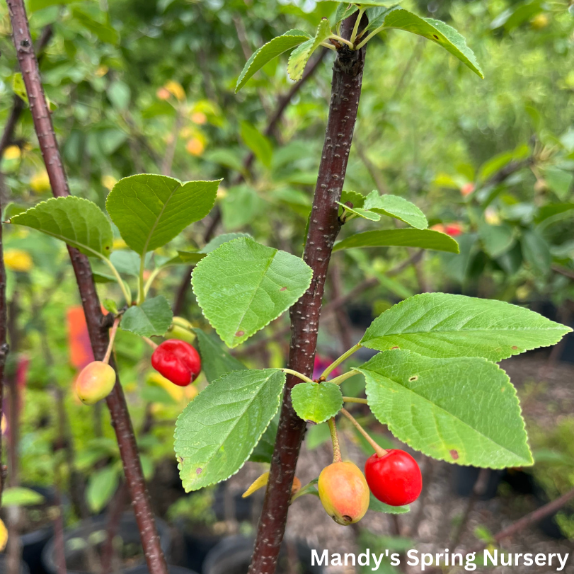 Sweet Cherry Pie Cherry Tree | Prunus cerasus 'Eubank'