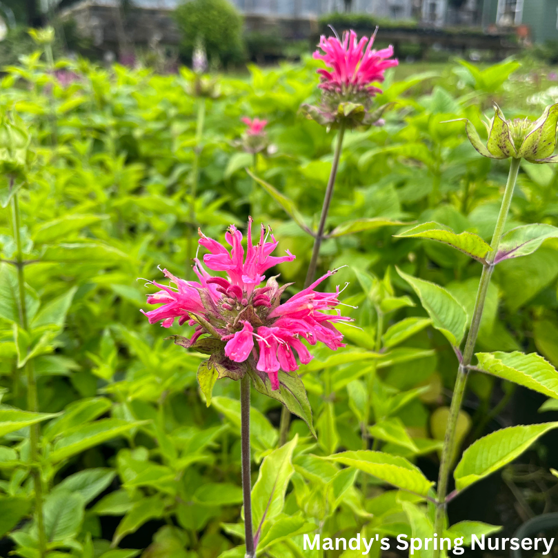 Marshall's Delight Bee Balm | Monarda didyma