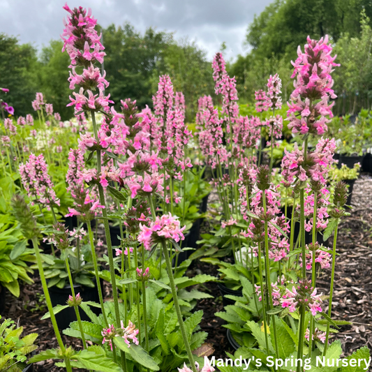 'Pink Cotton Candy' Lamb's Ear/Betony | Stachys officinalis