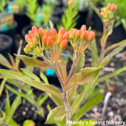 Butterfly Weed | Asclepias tuberosa