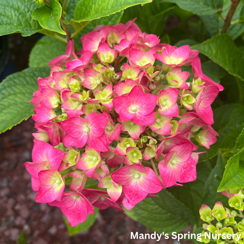 Summer Crush Bigleaf Hydrangea | Hydrangea macrophylla