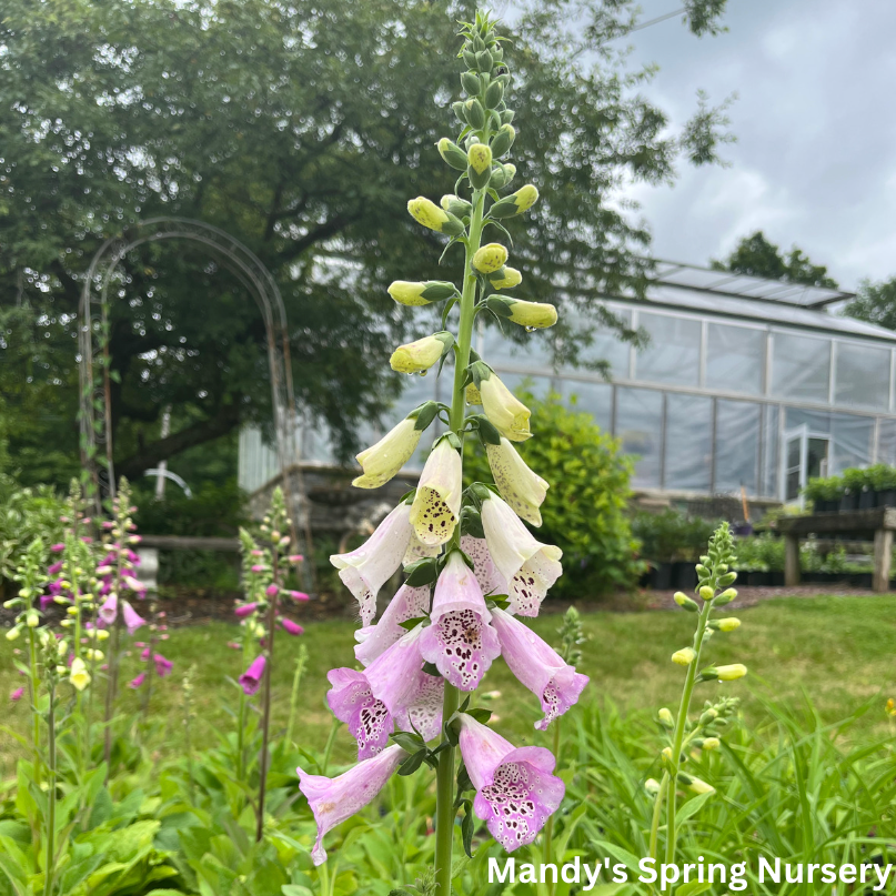 Foxy Hybrids Mix Foxglove | Digitalis purpurea