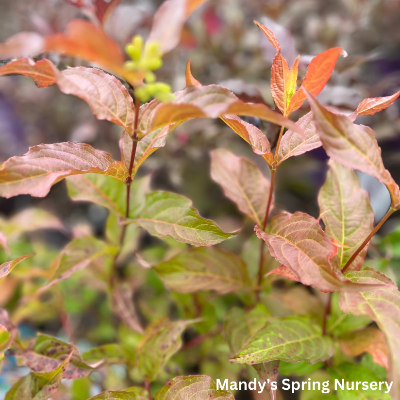 Dwarf Bush Honeysuckle | Diervilla lonicera