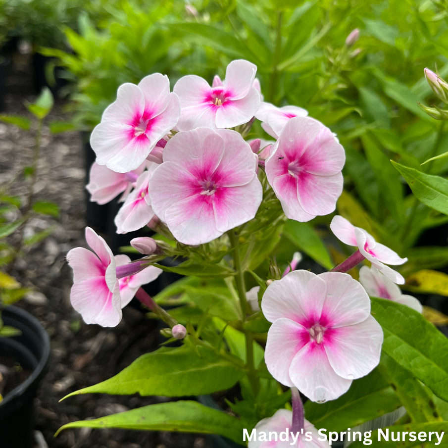 Flame Pro Baby Doll Garden Phlox | Phlox paniculata