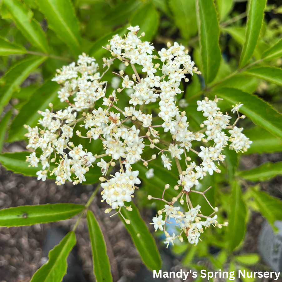 Adams Elderberry | Sambucus canadensis