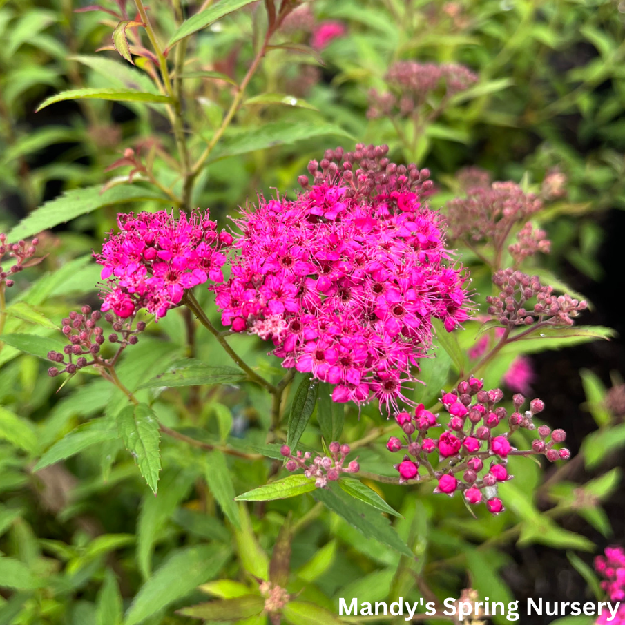 Neon Flash Spirea | Spirea japonica