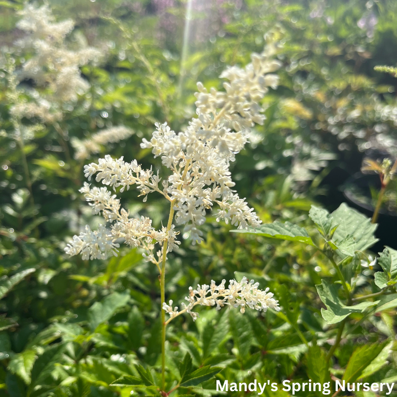 Bridal Veil Astilbe | Astilbe arendsii