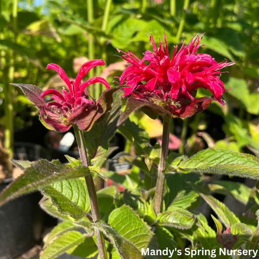 Cherry Pops Bee Balm | Monarda