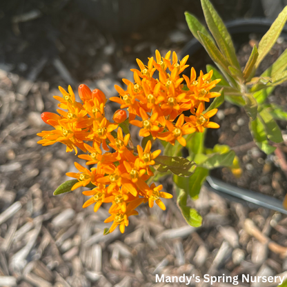 Butterfly Weed | Asclepias tuberosa