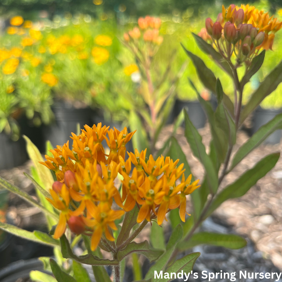 Butterfly Weed | Asclepias tuberosa