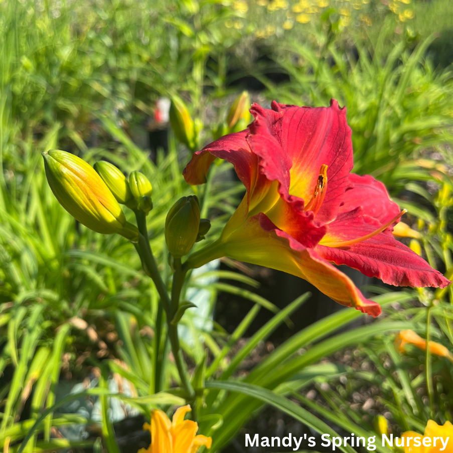 Red Hot Returns Daylily | Hemerocallis 'Red Hot Returns'