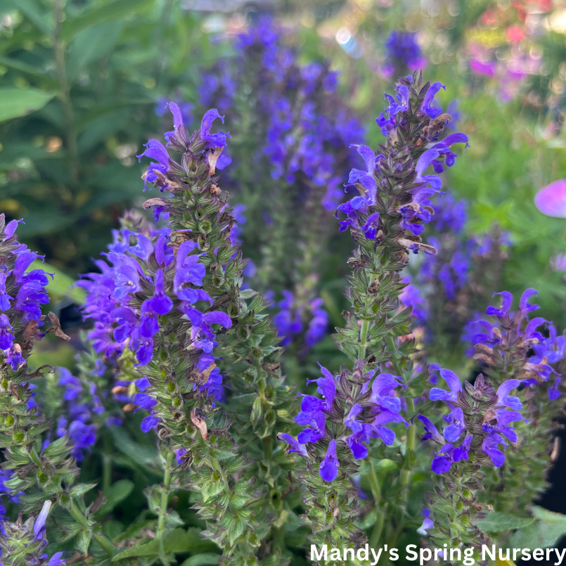 Marcus Salvia | Salvia nemorosa