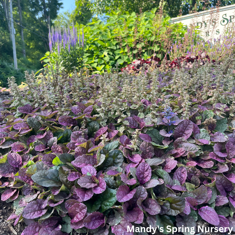 Burgundy Glow Bugleweed | Ajuga reptans