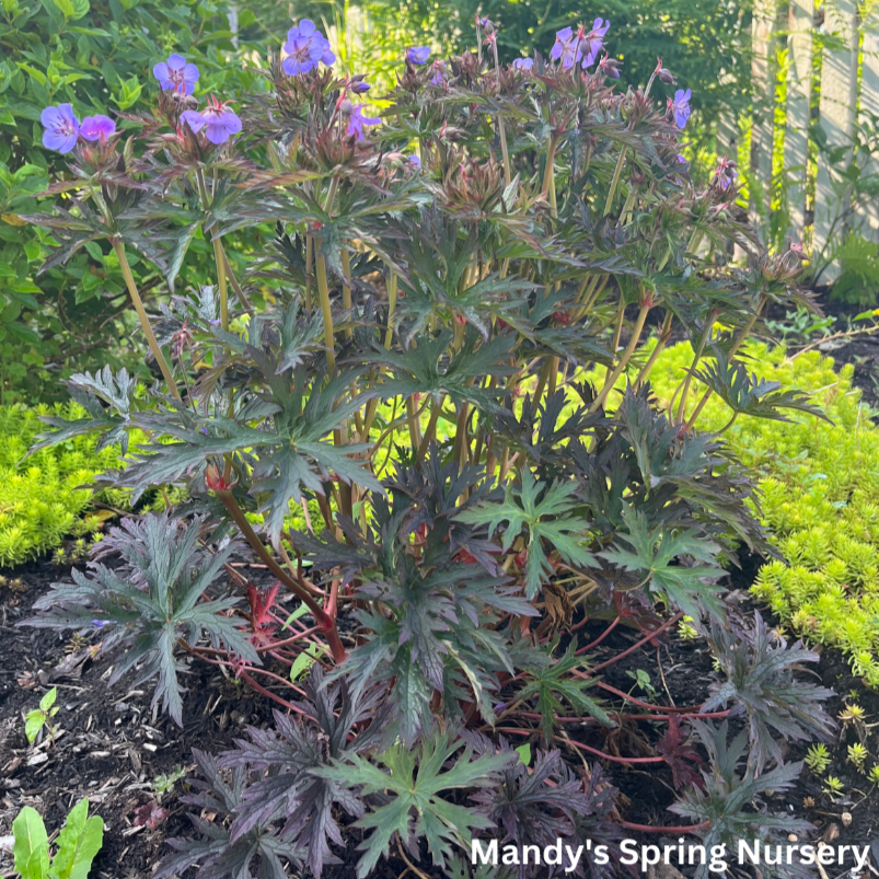 Dark Reiter Meadow Cranesbill Geranium | Geranium pratense