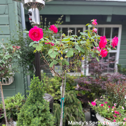 Winnipeg Parks Rose Tree-Form | Rosa