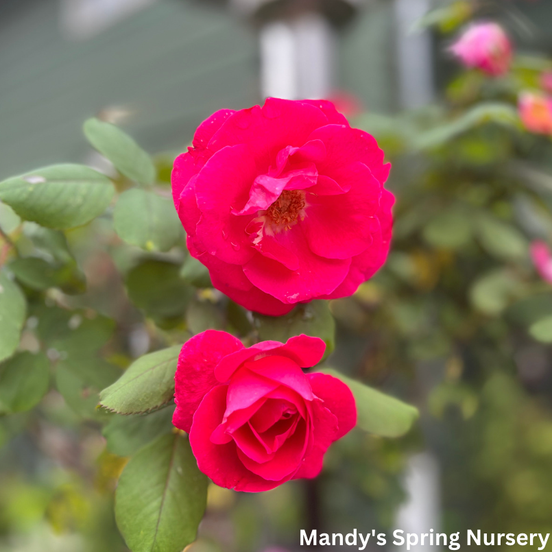 Winnipeg Parks Rose Tree-Form | Rosa