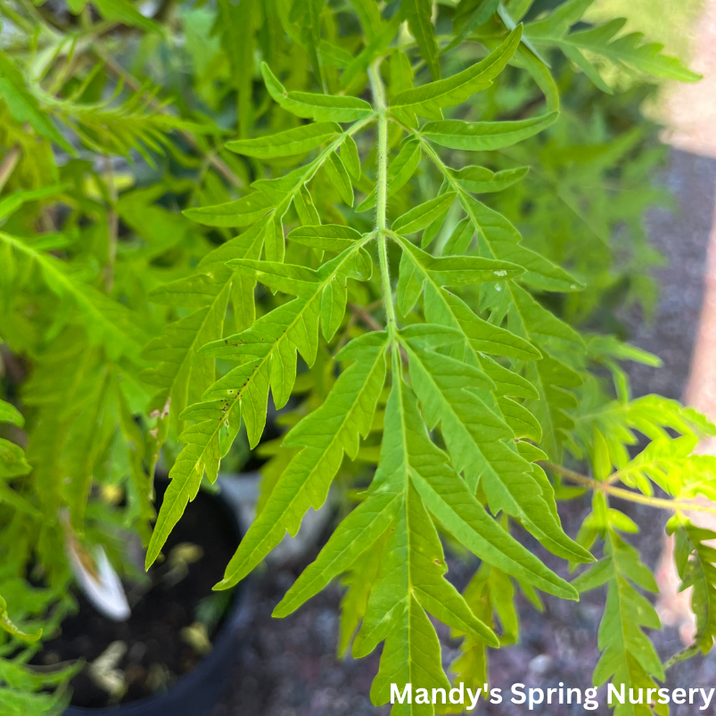 Tiger Eyes Cutleaf Staghorn Sumac | Rhus typhina