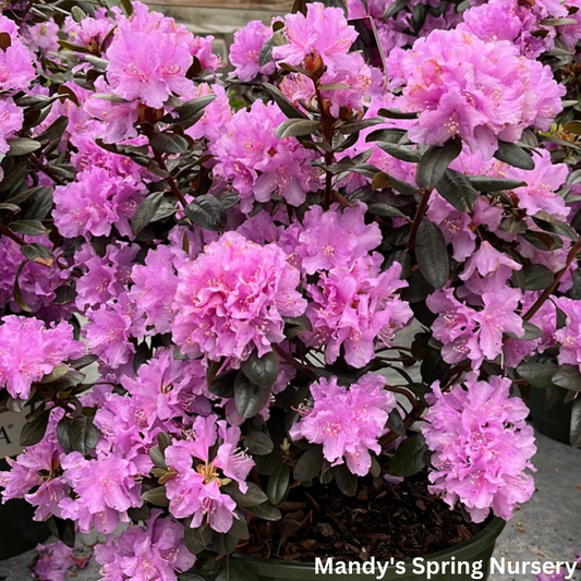 PJM Rhododendron | Rhododendron 'PJM'