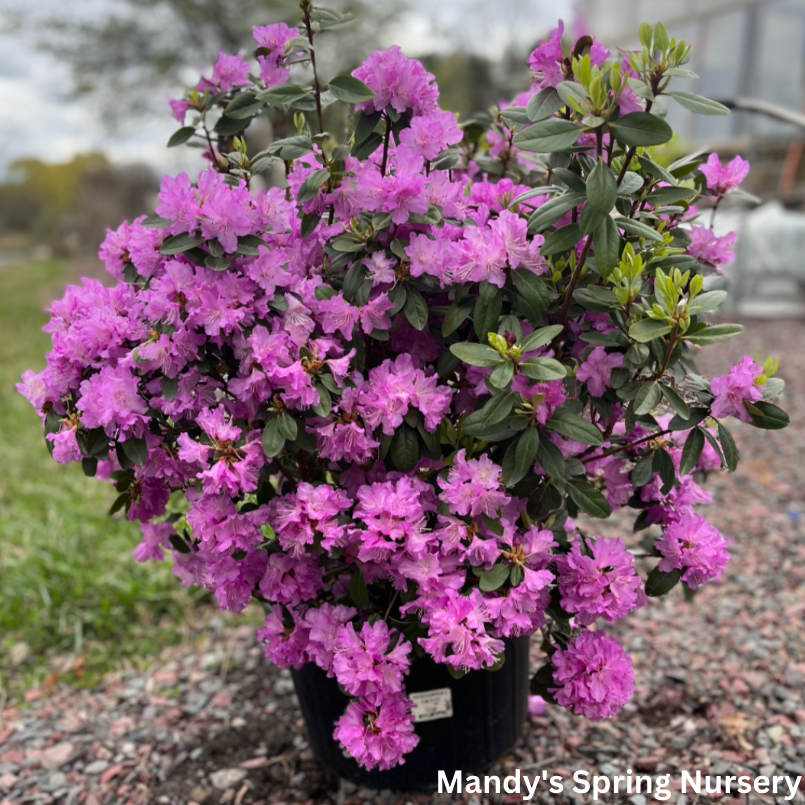 PJM Elite' Rhododendron | Rhododendron 'PJM Elite'