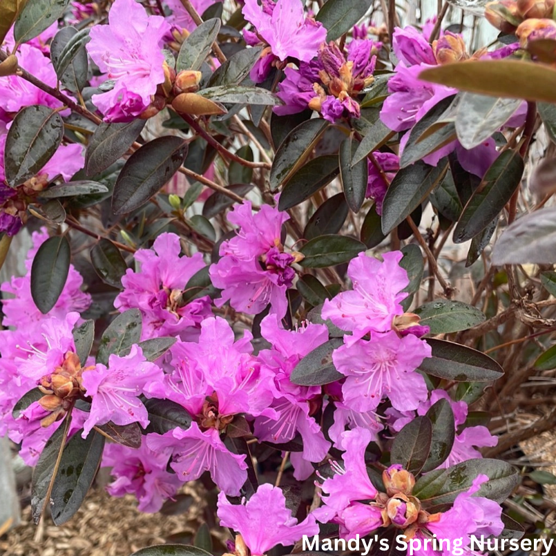 PJM Elite' Rhododendron | Rhododendron 'PJM Elite'