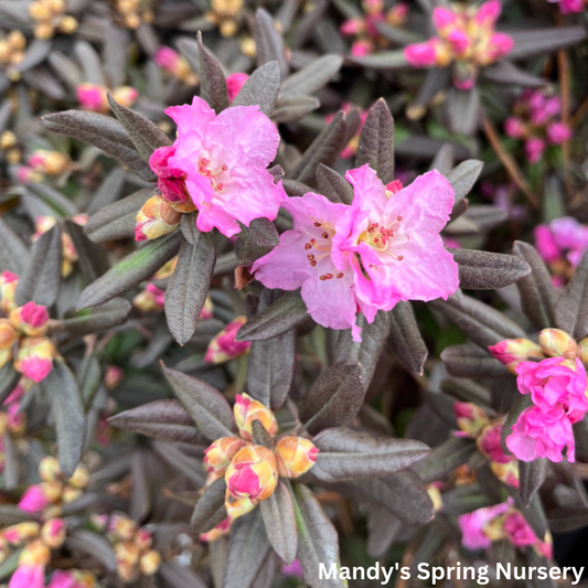 'Midnight Ruby' Rhododendron | Rhododendron 'Midnight Ruby'