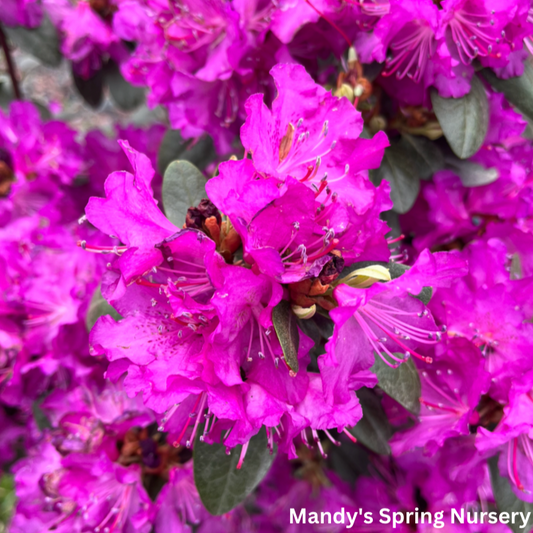 'PJM Elite Star' Rhododendron | Rhododendron 'PJM Elite Star'