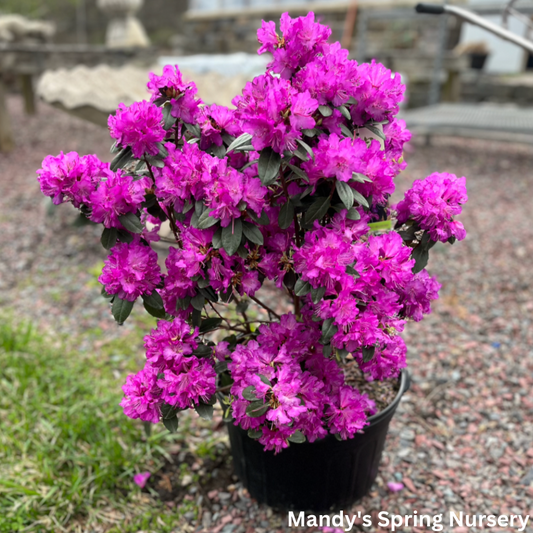 'PJM Elite Star' Rhododendron | Rhododendron 'PJM Elite Star'