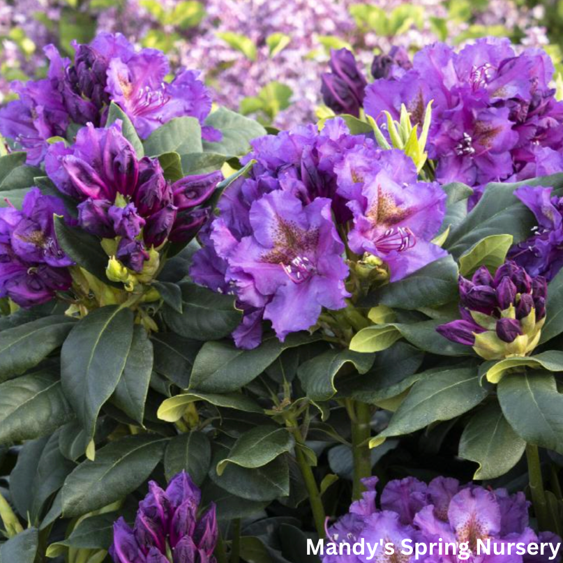 'Lee's Dark Purple' Rhododendron | Rhododendron 'Lee's Dark Purple'