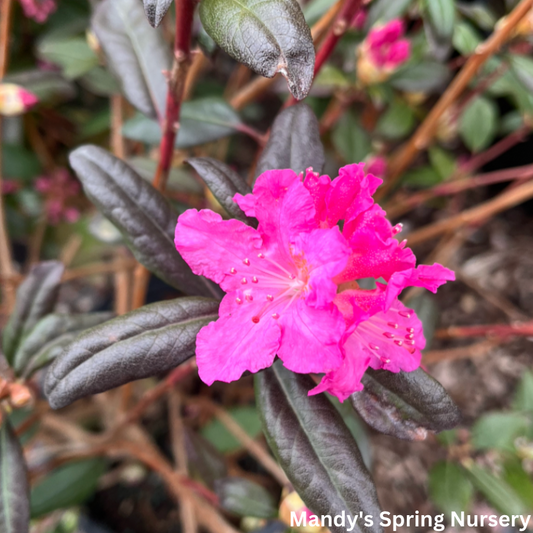 Landmark Rhododendron | Rhododendron X Landmark