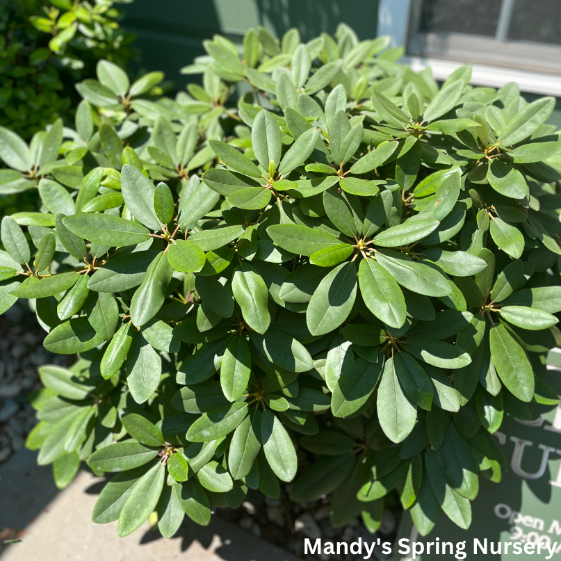 Boursault Catawba Rhododendron | Rhododendron catawbiense 'Boursault'