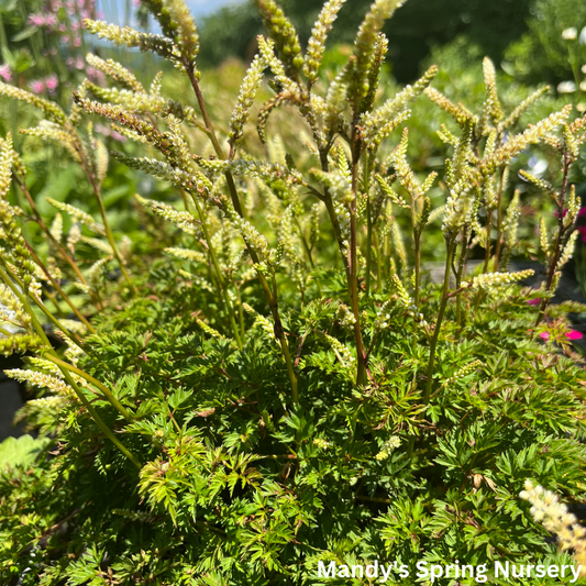 Dwarf Goat's Beard | Aruncus aethusifolius