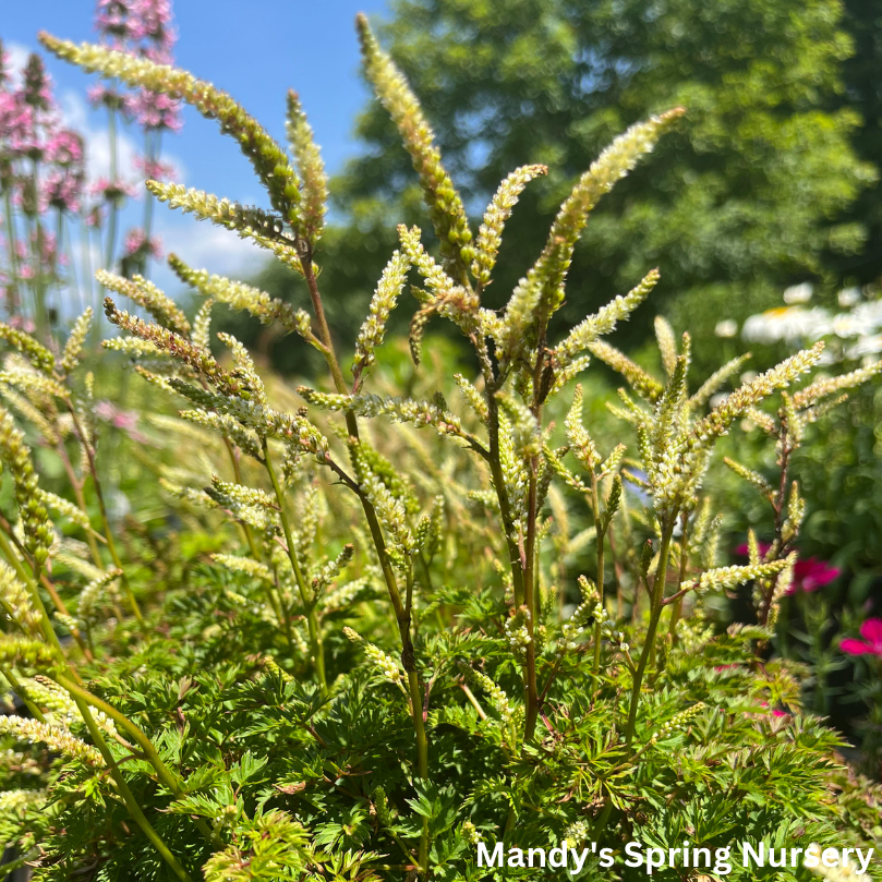 Dwarf Goat's Beard | Aruncus aethusifolius