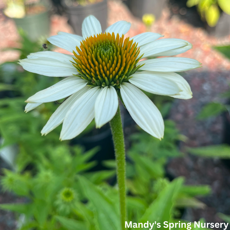 'Pow Wow' White Coneflower | Echinacea purpurea