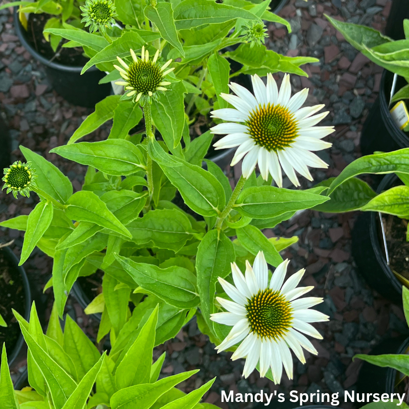 'Pow Wow' White Coneflower | Echinacea purpurea