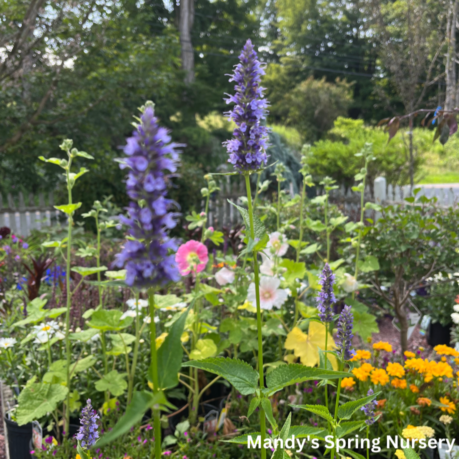 Little Adder Anise Hyssop | Agastache rugosa