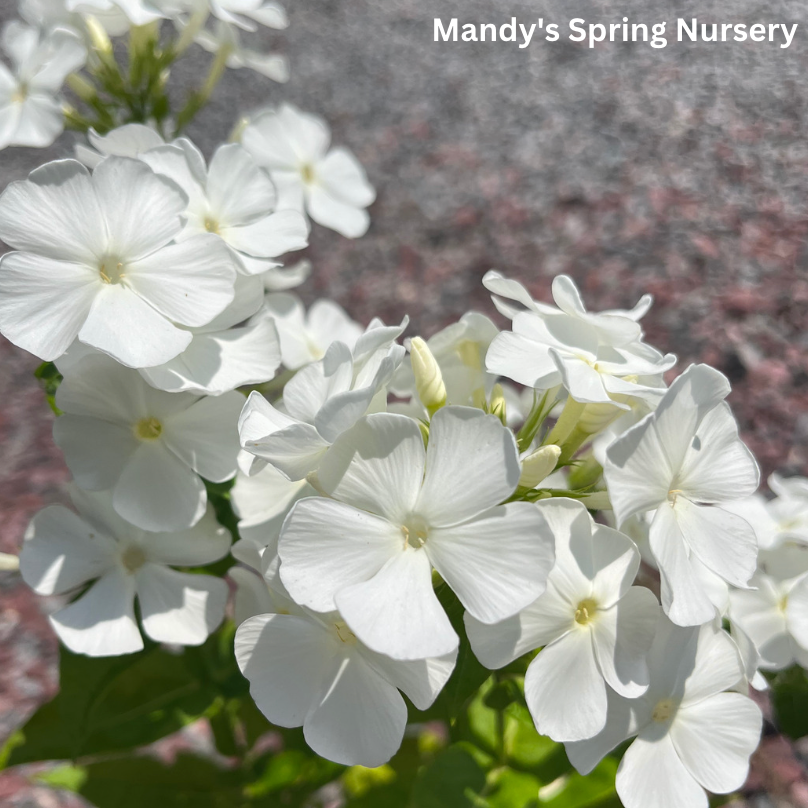 'Backlight' Tall Garden Phlox | Phlox paniculata